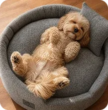 A dog relaxing in a soft pet bed