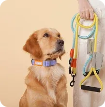 Dog collars and leashes at Kutty Paws pet shop