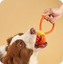 A dog playing with a rope toy
