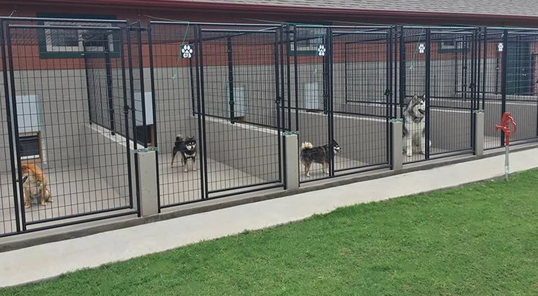 Outdoor boarding runs with dogs behind mesh gates