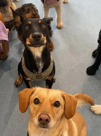 A group of dogs at a training session