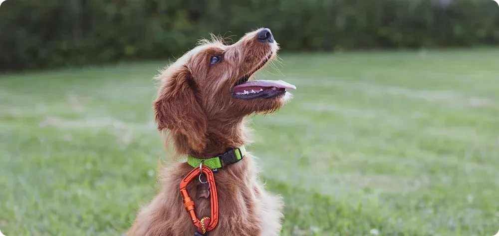 A dog on a lead sitting on the grass during a training session