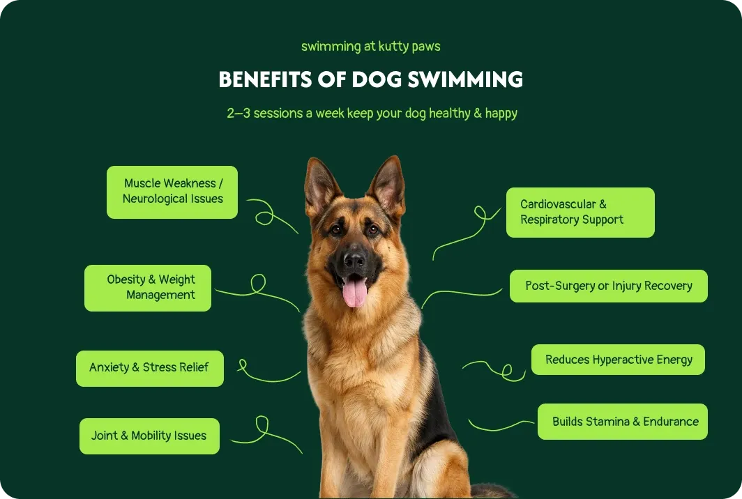 Benefits of dog swimming at Kutty Paws — muscle, weight, joint, cardiovascular and recovery support, with 2–3 sessions a week